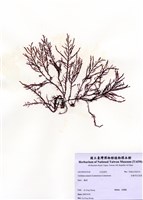 藏品(安曼司石花菜)的圖片